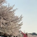 천안 원성천 벚꽃 실시간 개화상황 천안 벚꽃 명소 가볼만한곳