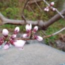 매화마을길 이미지