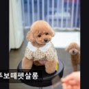 뚜뚜보떼펫살롱 네이버블로그