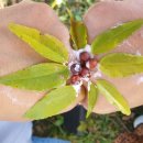 산림놀이 이미지