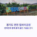 중면사무소 | 경기도 연천 댑싸리공원 가을 여행지 추천 실시간 개화상황 강아지 동반 가능