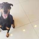 호담동물병원 이미지