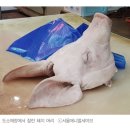 ‘고기가 맛있다’고? 도축장 앞 돼지와 눈을 마주쳐보니… 이미지