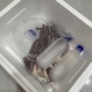 대진 | 강원도 고성 피문어 자숙문어 후기 [대진씨푸드]