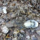 3월펜션 이미지