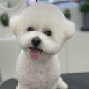로에펫 이미지
