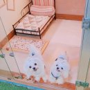 애견호텔 이미지