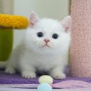 보성동물병원 | 보성고양이분양 후기 보고 다녀왔어요