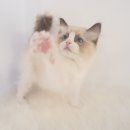 제이제이캣 이미지