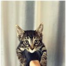 네코스토리 (서울 본점) 고양이 무료 분양 이미지