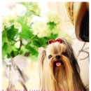 리틀애견타운 이미지