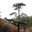 소광도