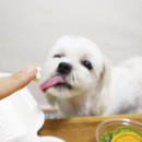 꾸메까까 이미지