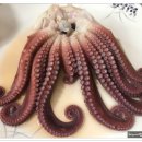 삼양수산 Daum카페