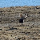 오리사냥 이미지