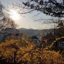 개나리문구 이미지