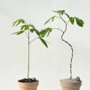 황칠나무의 효능 황칠나무잎 당뇨 황칠나무 먹는 법 이미지