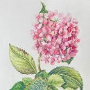 꽃그림 보타니컬 색연필화 이미지