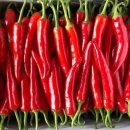 순석농장 이미지