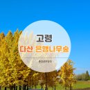 낙동라이브 | 경북 고령 은행나무 명소 [다산 은행나무숲]