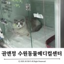 정샘동물병원 | 권앤정 동물병원 :: 고양이 이물질 개복수술 후기 (+병원비)