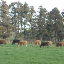 정진목장 이미지