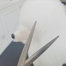 (단기)펫푸드(자격증) 이미지