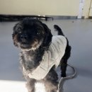 마이리틀메이트 이미지