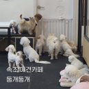 둥개둥개 | [속초 둥개둥개] 주차정보 메뉴 가격 등 강아지 없어도 돼요 내맘속 1등 애견카페