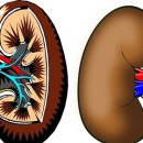 여러분의 ‘콩팥’(신장)은 안녕하십니까? 이미지