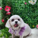 라떼펫살롱 이미지