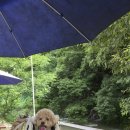 시냇가 하얀집 이미지