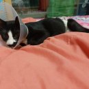 닥터강동물병원 이미지