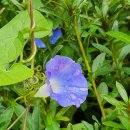 단위농협사거리(공원앞) | ◇ 청신호 나팔소리 ◇