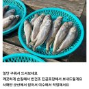 군산 서해안 참조기 이미지