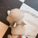 킹프림 애견샵 이미지