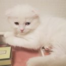 #오드아이 이미지