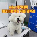 강북 애견미용학원에서 비숑얼굴컷 도전 MBC아카데미 원데이클래스 후기