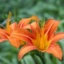 우리목장 이미지