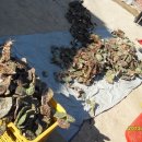 호미건강원 이미지