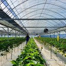 팔금농장 이미지