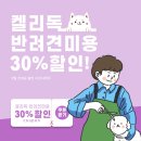 강남역 애견미용 잘하는 곳 강아지 예뻐지는 켈리독 후기