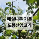 도봉산양고기 | 도봉산양고기 재방문후기 엄마도 반한 숯불삼각갈비, 야외정원 꿀자리 예약 팁까지