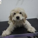 원당애견미용 이미지