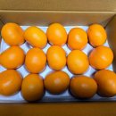 지은농장 | 고당도 천혜향 제주왓귤농장 3kg 솔직후기, 귤효능 가득!