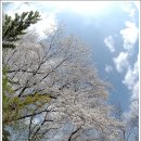 요천로 Daum카페