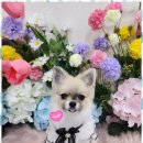 예쁘개 반려견미용샵 이미지