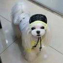 분당 강아지 잠복고환 수술 잘하는곳, 피엔피동물병원