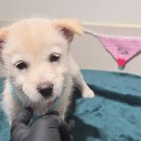 모찌남매 슈가~🐶 이미지