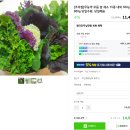 영규농장 | 수경재배 쌈채소, 조아저씨쌈 주문 후기